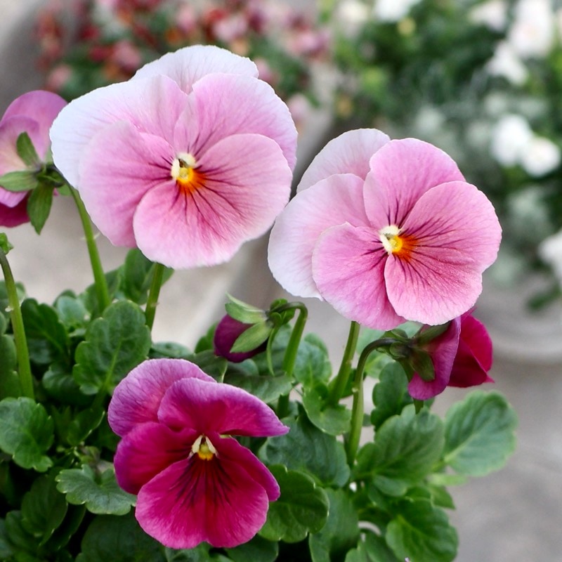 美人さん♪画像の現品1点限り☆高知・植田さんのビオラ☆試験品種〈25-17〉