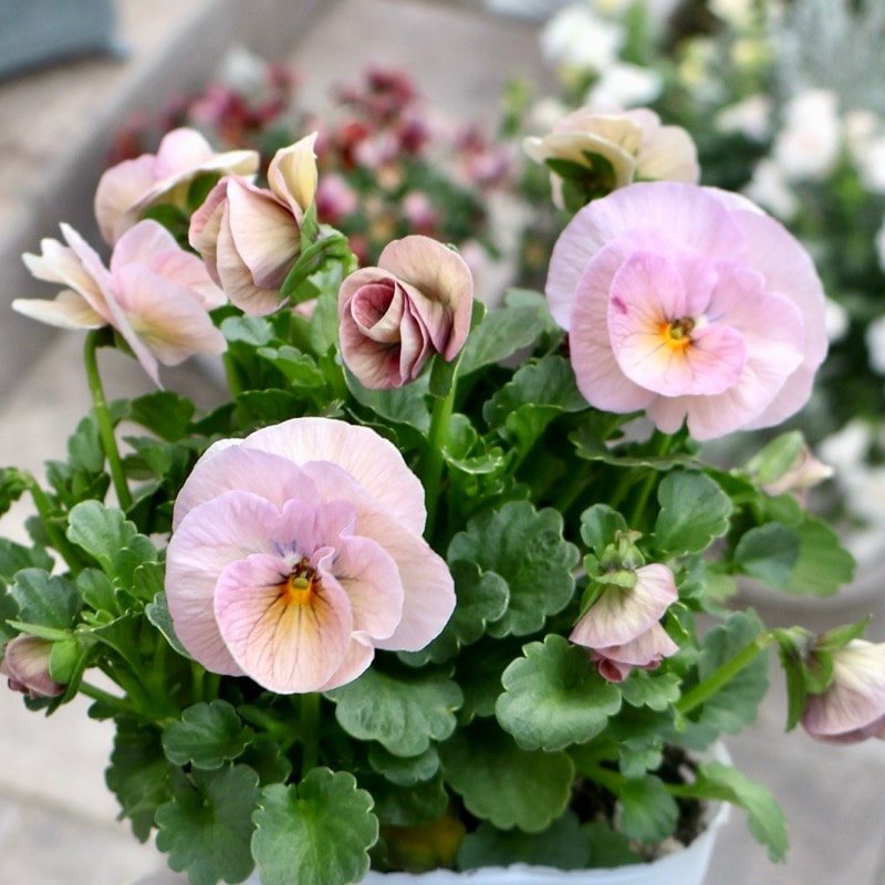 花も株も綺麗♪画像の現品1点限り☆高知・植田さんのビオラ☆試験品種〈25-18〉