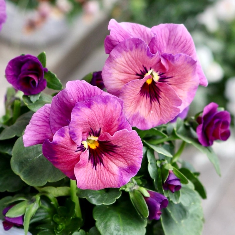 濃いめの色も綺麗です!!画像の現品1点限り☆高知・植田さんのビオラ☆試験品種〈25-19〉