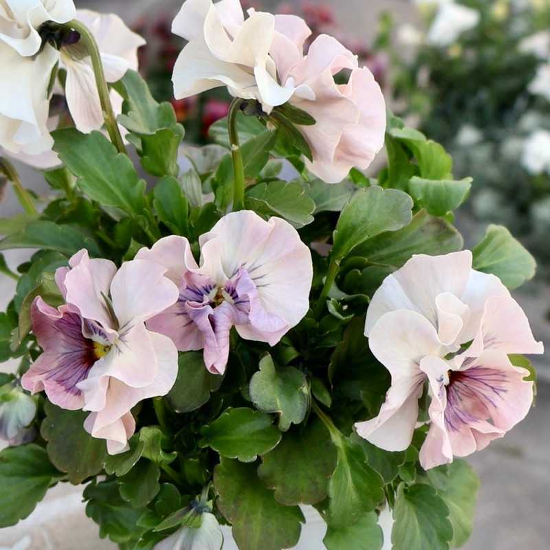 《画像の現品1点限り》うえたパンジー「春マンボー」62番