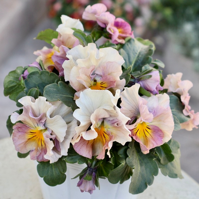 花日和さん育種フリル咲き「アイクルール」・2025年12月中下旬ごろ販売