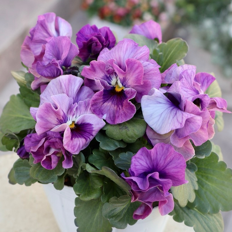 花日和さん育種フリル咲き「アイクルール」・2025年12月中下旬ごろ販売