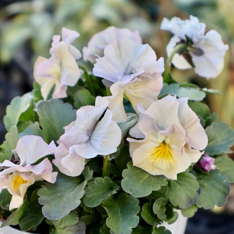 画像の現品1点限り☆桐生ふぁ~む×花日和さんのビオラ「アイクルール