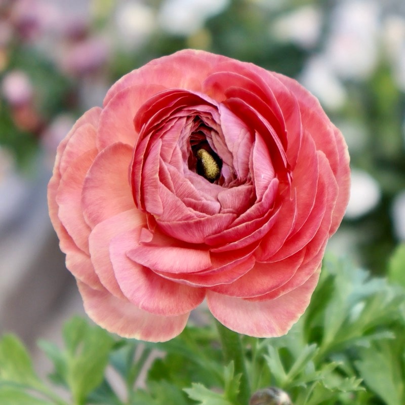 画像の現品1点限り》2色植えでお得♪うえたさんのラナンキュラス