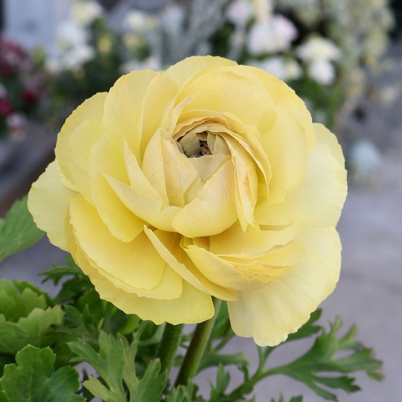 画像の現品1点限り》2色植えでお得♪うえたさんのラナンキュラス