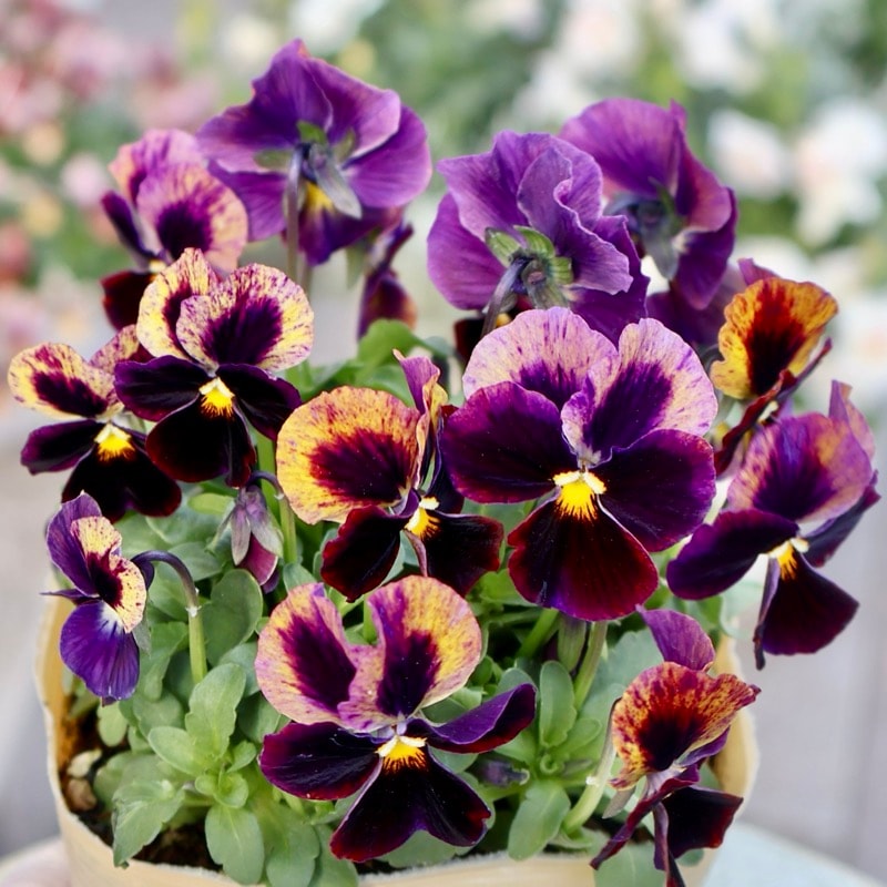 希少品種《画像の現品1点限り》大牟田さん生産☆ROKA'Sビオラ「リトル