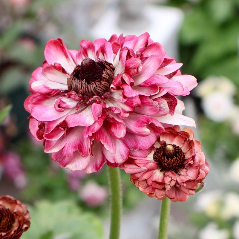 希少品《画像の現品!! 》綾園芸さんの変わり咲きラナンキュラス「イカロス」9番