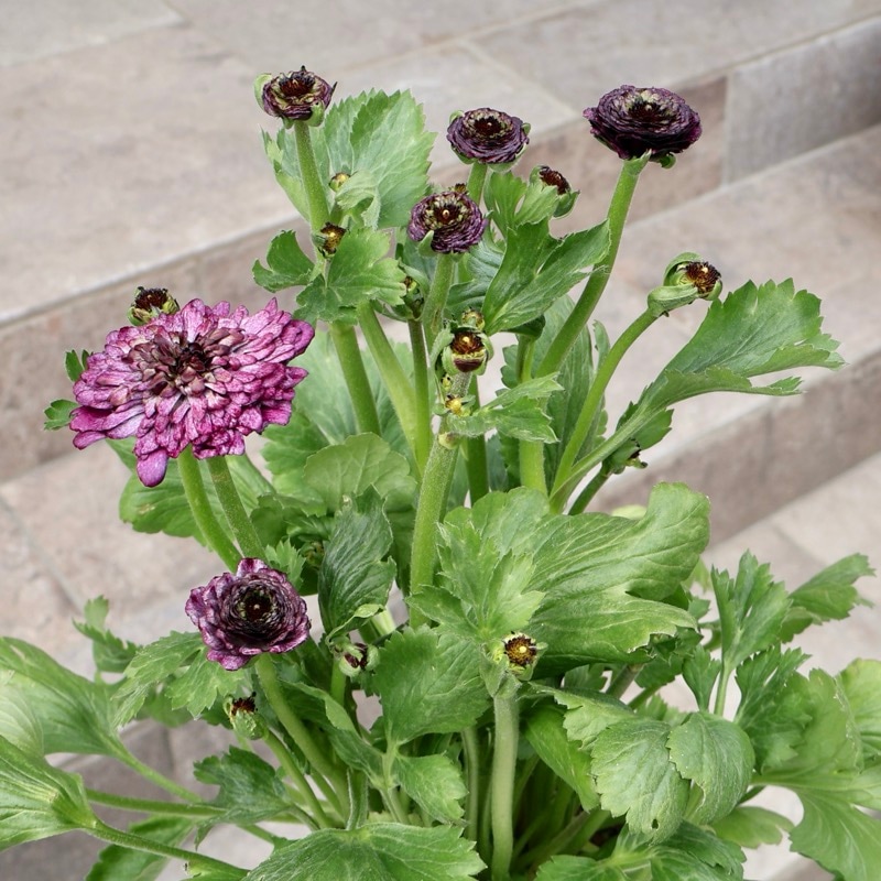 希少品《画像の現品!! 》綾園芸さんの変わり咲きラナンキュラス「イカロス」11番