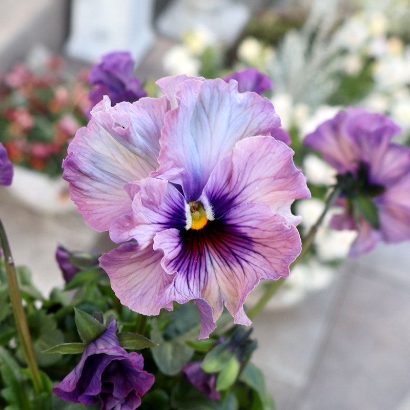 KA34♥フェデネージュ モネ積みわら♥人気品種希少♥花苗ポット