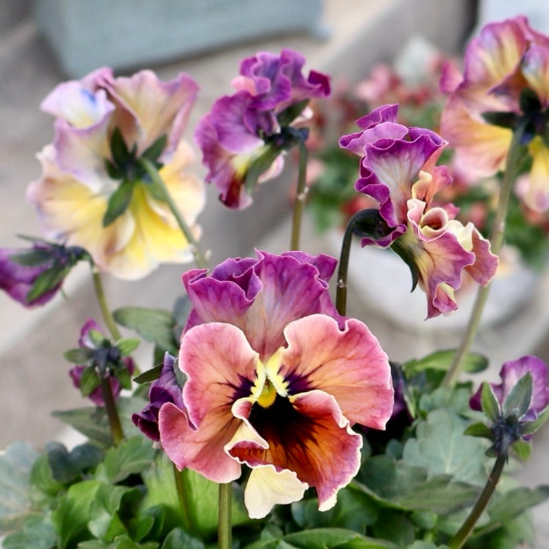 フェデネージュ 25年秋-26年春の新品種 》現品1点限り☆桂楓園さんのパンジー「フェデ