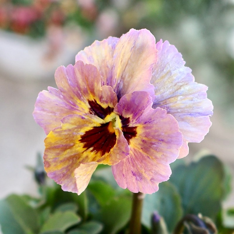 大牟田さん育種「エボルべ・ストライプ」・2025年12月ごろ販売開始