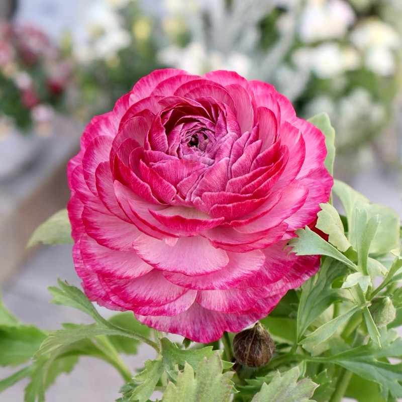 《画像の現品1点限り》2色植えでお得♪うえたさんのラナンキュラス「エトワール」26-25番