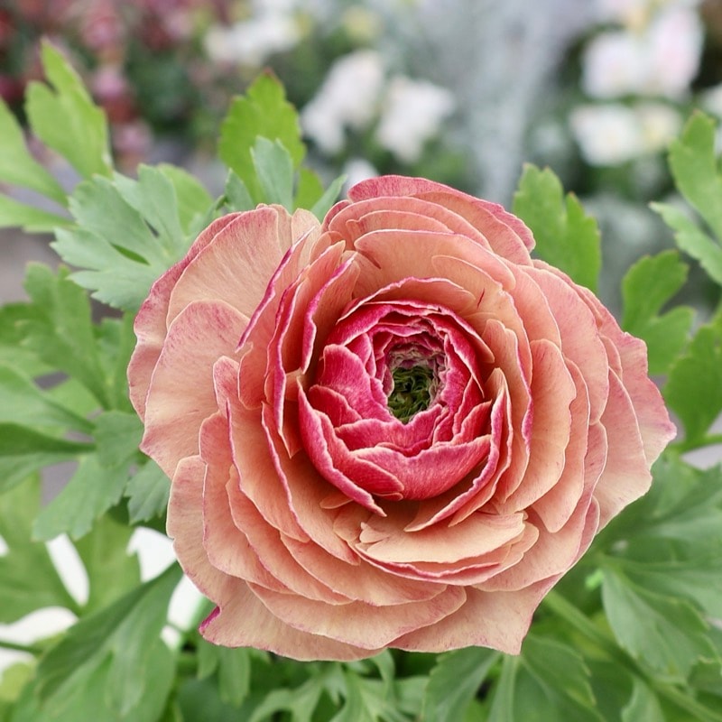 画像の現品!!うえたオリジナル・ラナンキュラス「エトワール」26-27番