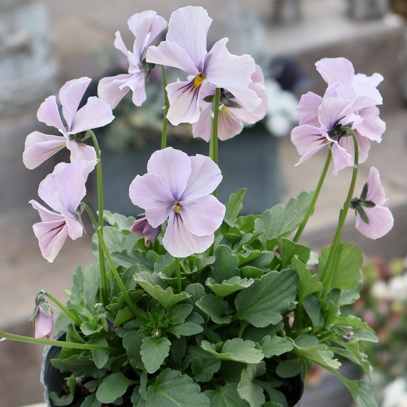 画像の現品1点限り☆吉村さんの花首の長いビオラ「ブローインフィールド」2501番