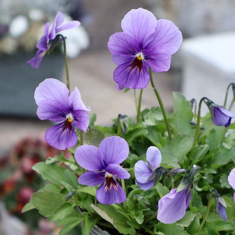 画像の現品1点限り☆吉村さんの花首の長いビオラ「ブローインフィールド」2502番