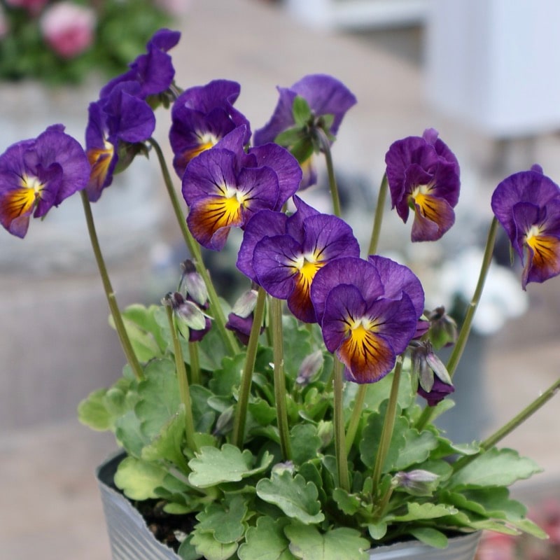 画像の現品1点限り☆吉村さんの花首の長いビオラ「ブローインフィールド」2503番