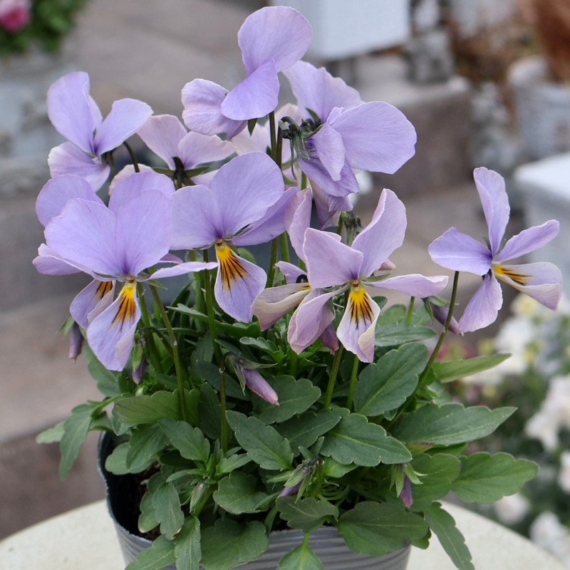 画像の現品1点限り☆吉村さんの花首の長いビオラ「ブローインフィールド」2504番