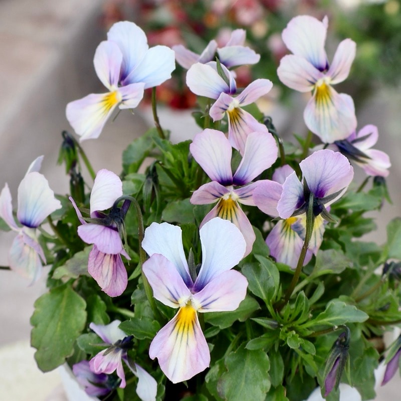 《2026年2月NEW画像撮影》画像の現品1点限り!!うえたビオラ「パピヨンワールド」328番 