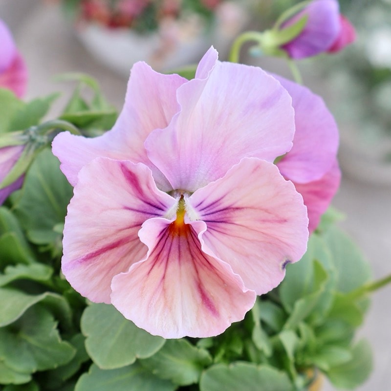 大牟田さん育種「エボルべ・ストライプ」・2025年12月ごろ販売開始