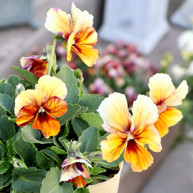 画像の現品1点限り》アイデアルフラワー・大牟田さんのビオラevolve