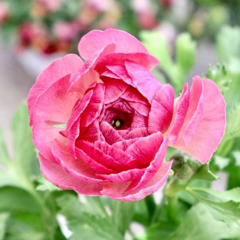 ラナンキュラス｜2024年入荷予定とっても素敵なセレクト品種｜ネット