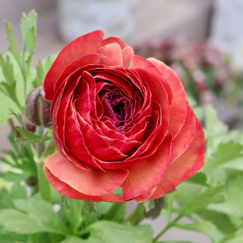 《画像の現品1点限り》2色植えでお得♪うえたさんのラナンキュラス「エトワール」26-31番