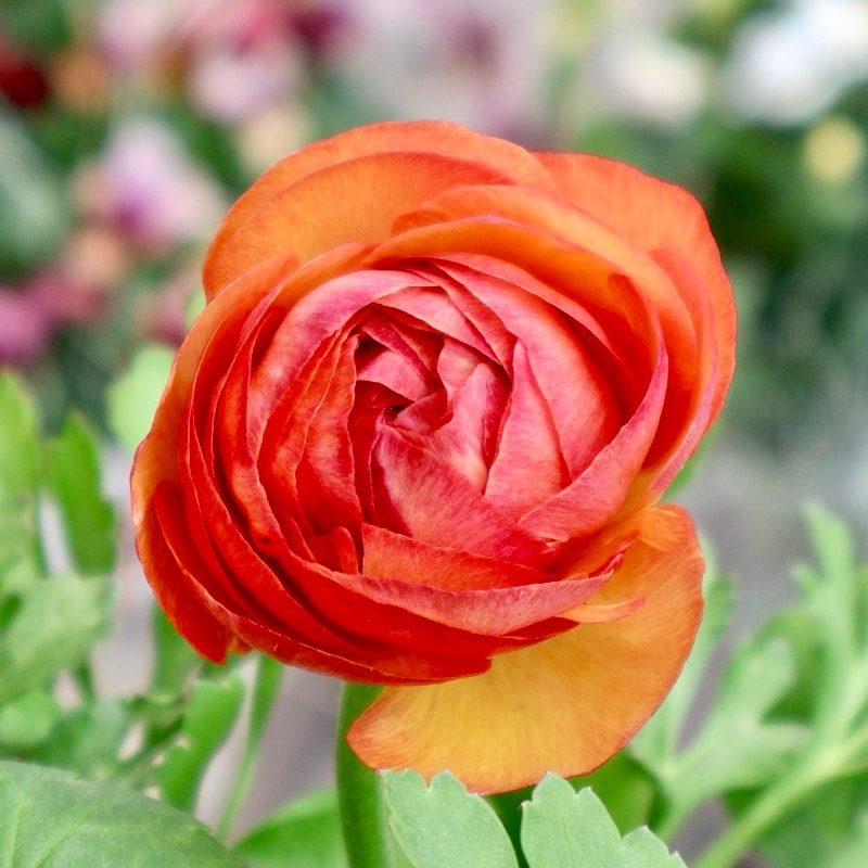 《画像の現品1点限り》2色植えでお得♪うえたさんのラナンキュラス「エトワール」26-33番