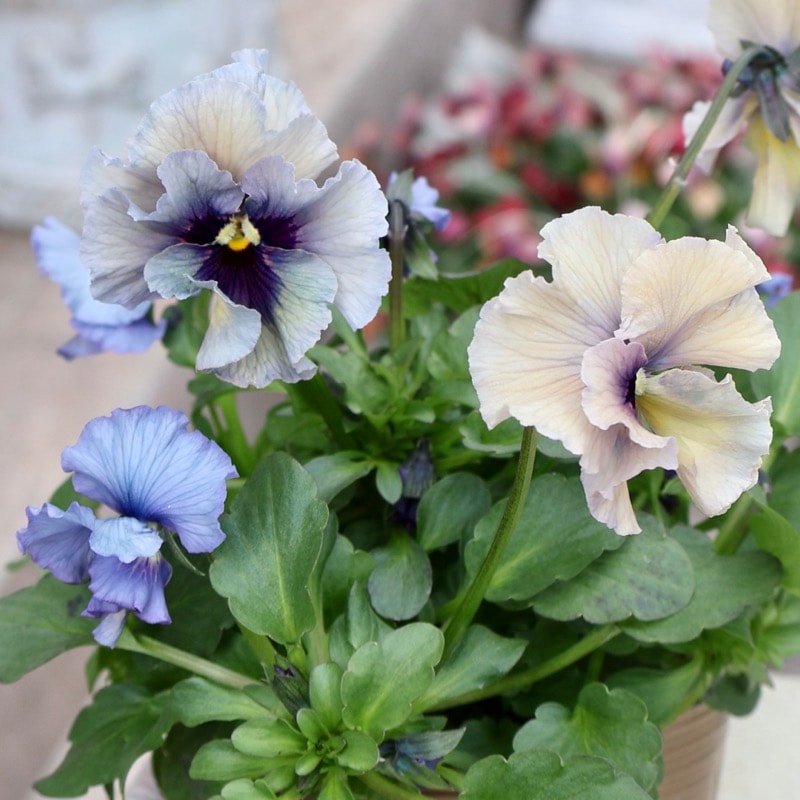 画像の現品1点限り》石川園芸さんのビオラ「レディ」＜25SP08＞