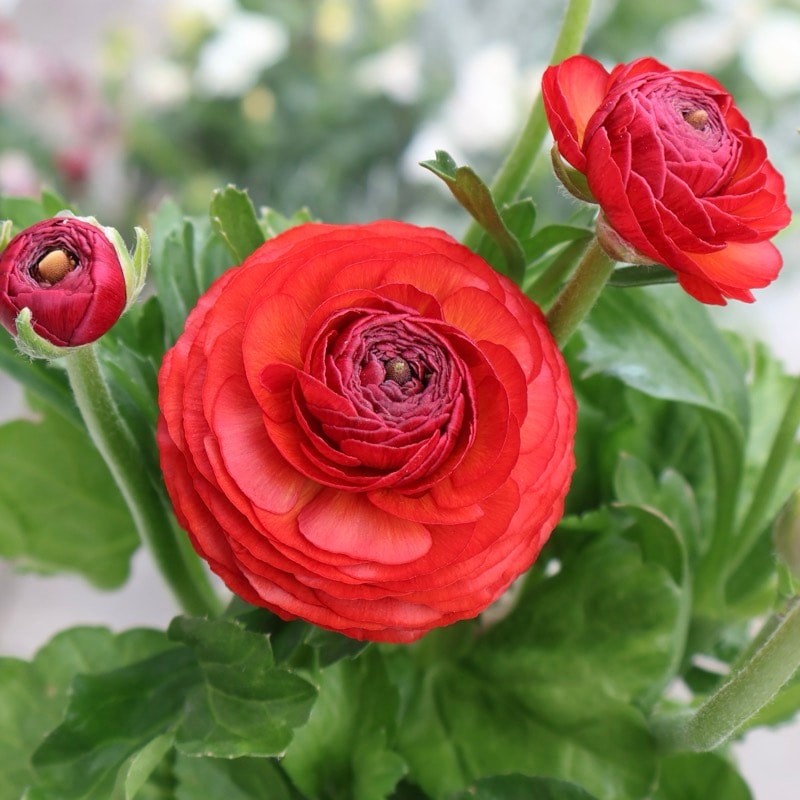 《現品1点限り》2年物のボリューム満点株♪ラナンキュラス「綾リッチ」12番(3.5号ポット)