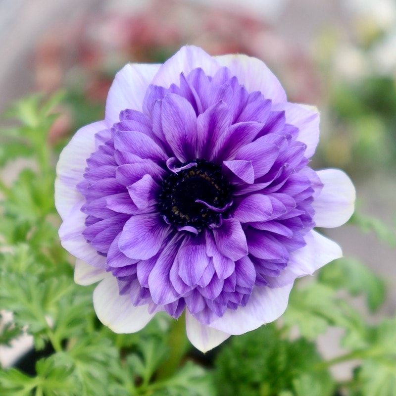 《画像の現品1点限り》2年生株のプレミアム八重咲きアネモネ「パンドラ」64番