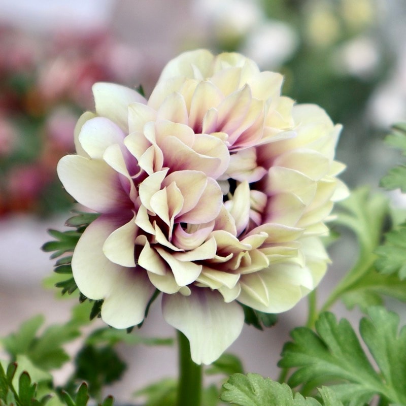 《画像の現品1点限り》2年生株のプレミアム八重咲きアネモネ「パンドラ」65番