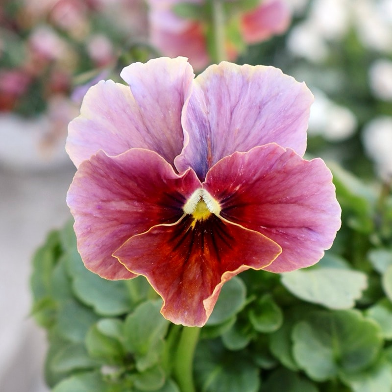 大牟田さん育種「エボルべ・ストライプ」・2025年12月ごろ販売開始