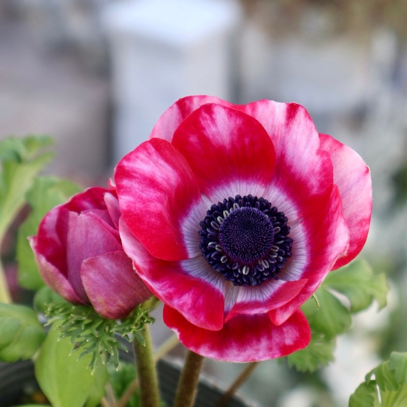 《画像の現品1点限り》2年生株のプレミアム二重?咲きアネモネ「パンドラ」66番