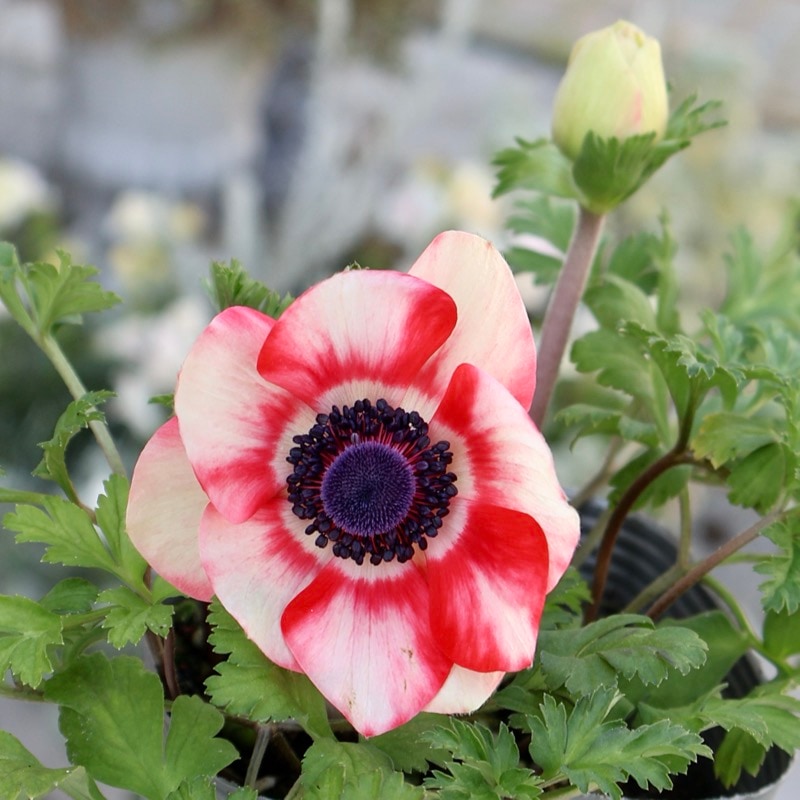 画像の現品1点限り》2年生株のプレミアム二重?咲きアネモネ「パンドラ