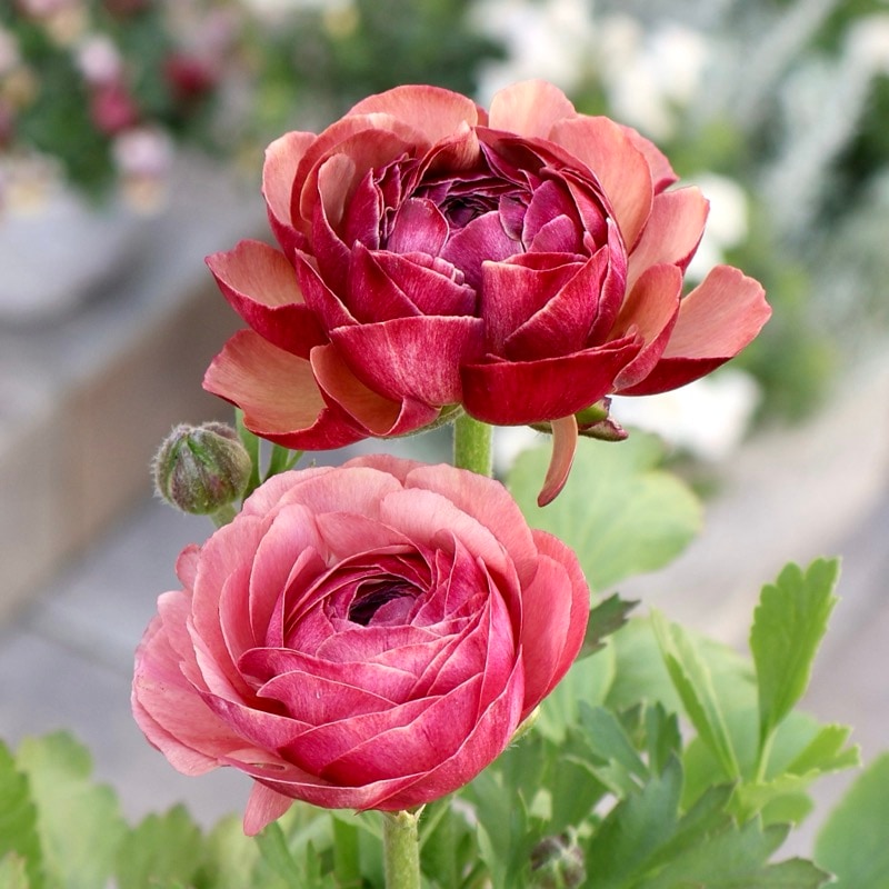 《画像の現品1点限り》2色植えでお得♪うえたさんのラナンキュラス「エトワール」26-34番