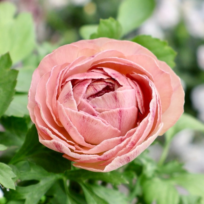 《画像の現品1点限り》2色植えでお得♪うえたさんのラナンキュラス「エトワール」26-35番