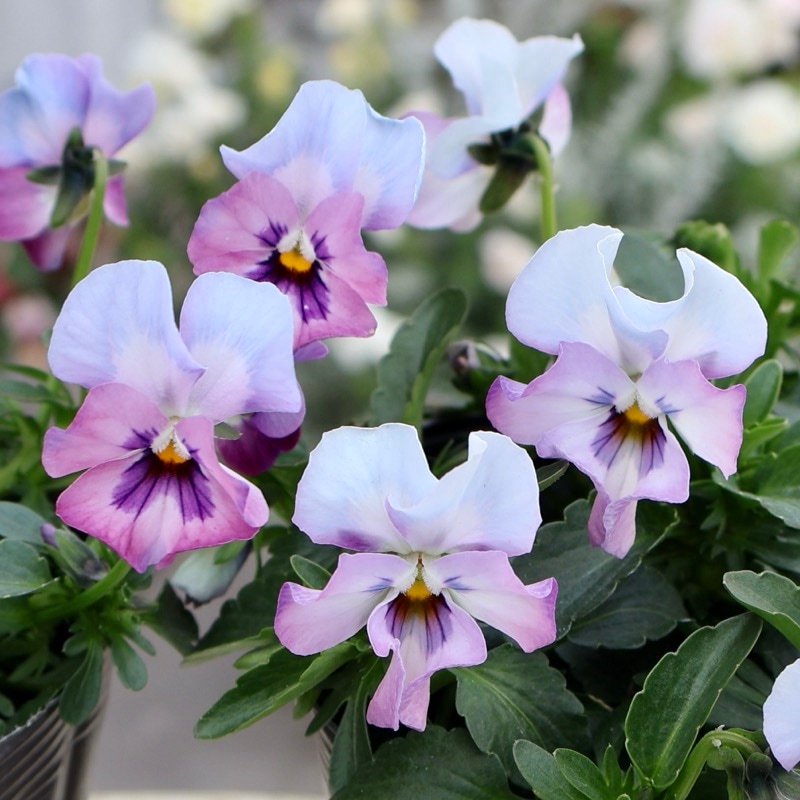 見元園芸さん育種「パンジー」＆「ビオラ」・2025年11月ごろ販売開始