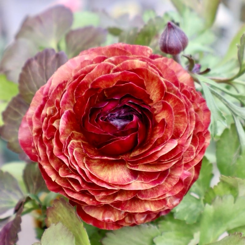 《画像の現品1点限り》2色植えでお得♪うえたさんのラナンキュラス「トワイライト・レディ」26-01番