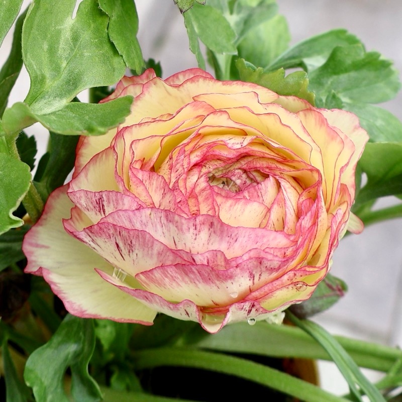 《画像の現品1点限り》2色植えでお得♪うえたさんのラナンキュラス「トワイライト・レディ」26-02番