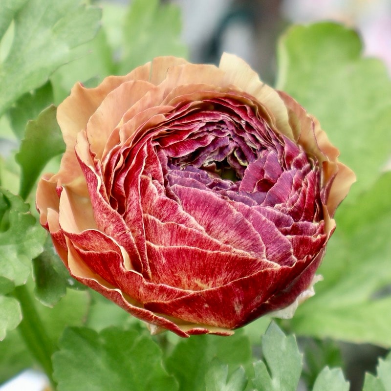 《画像の現品1点限り》2色植えでお得♪うえたさんのラナンキュラス「トワイライト・レディ」26-03番