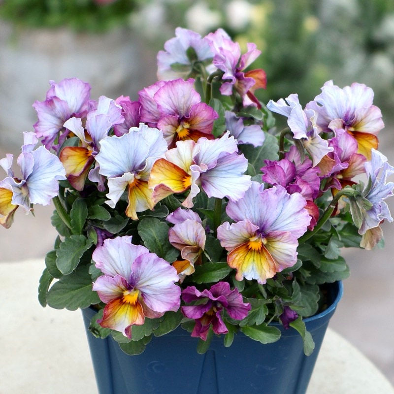 画像の現品1点限り☆スペシャルなサトウ園芸さんのビオラ・ヌーヴェル