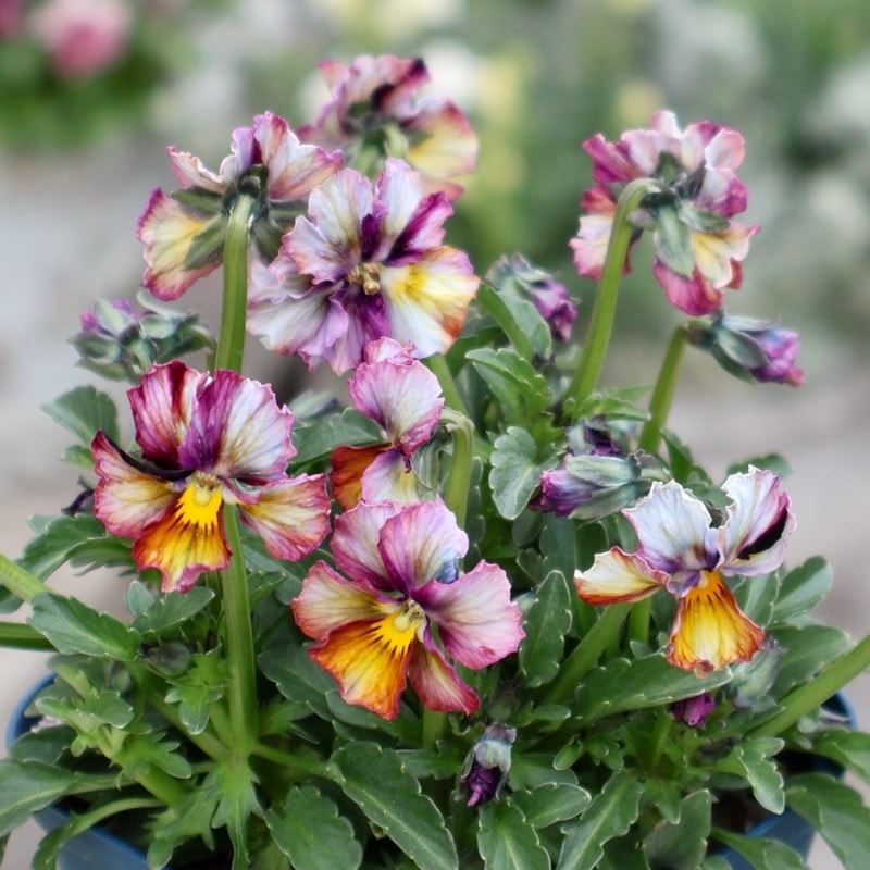 サトウ園芸さん育種「ヌーヴェルヴァーグ」・2025年10月下旬ごろ販売