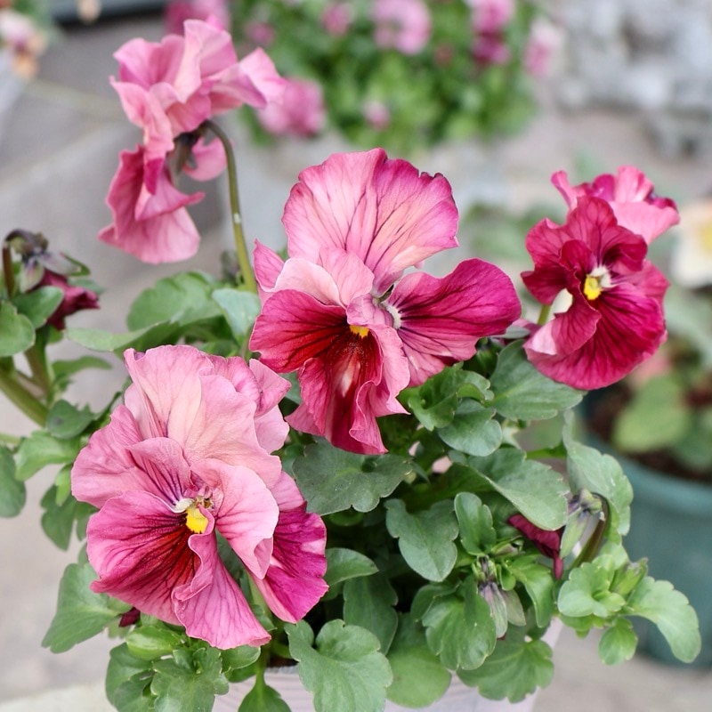 画像の現品1点限り☆うえたパンジー「マリーリーン・プレミアムshibori」＜5番＞　