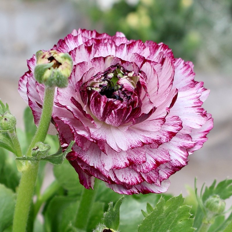 希少品《画像の現品!! 》綾園芸さんの変わり咲きラナンキュラス「イカロス」12番