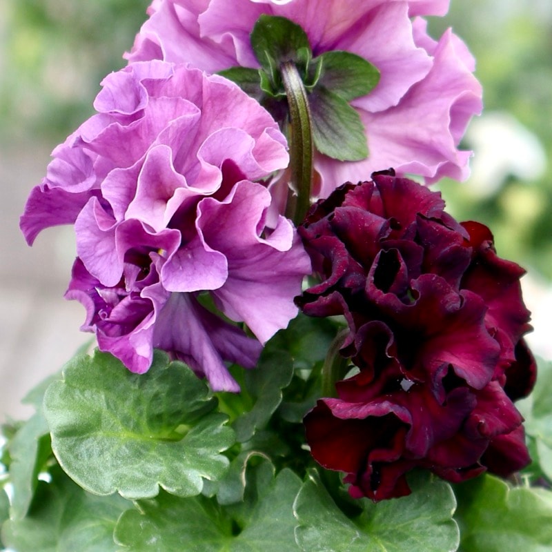 サトウ園芸さん育種「ローブドゥアントワネット」・2025年11月上旬ごろ