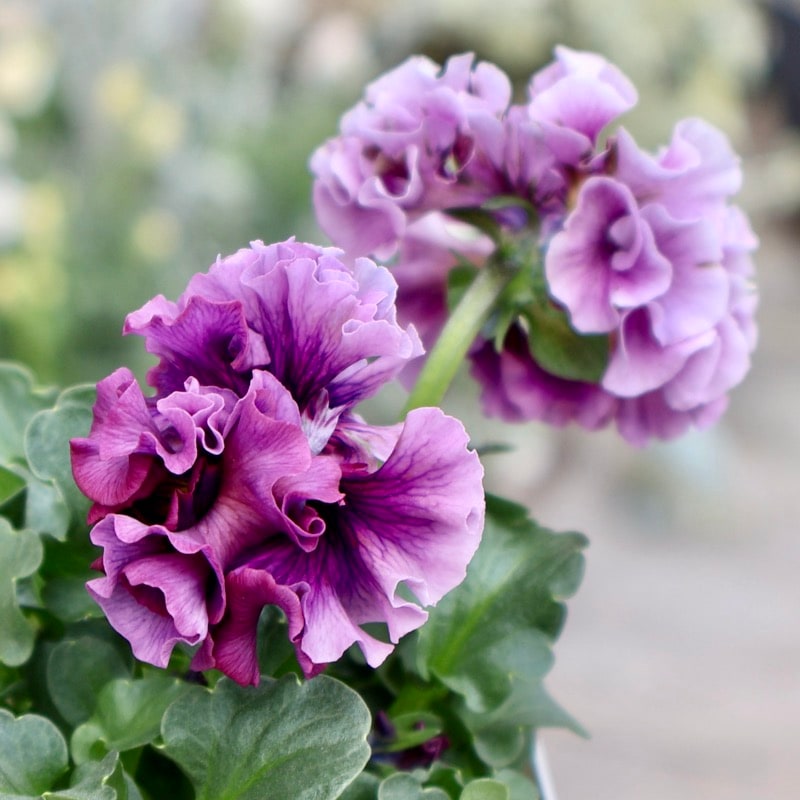 サトウ園芸さん育種「ローブドゥアントワネット」・2025年11月上旬ごろ