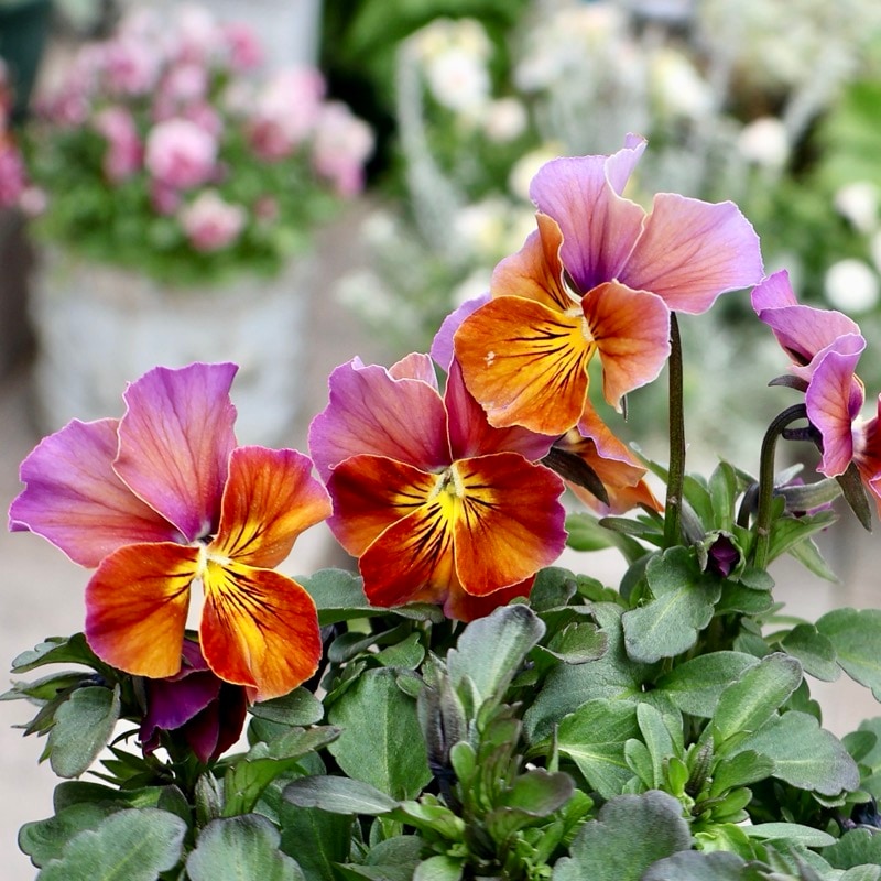 ラスト!!《画像の現品1点限り》うえたビオラ「フェアリーフェネック」23番