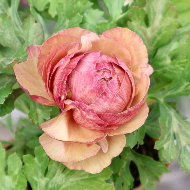 《画像の現品1点限り》2色植えでお得♪うえたさんのラナンキュラス「トワイライト・レディ」26-04番