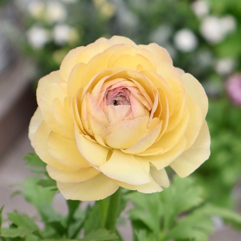 《画像の現品1点限り》2色植えでお得♪うえたさんのラナンキュラス「エトワール」26-36番