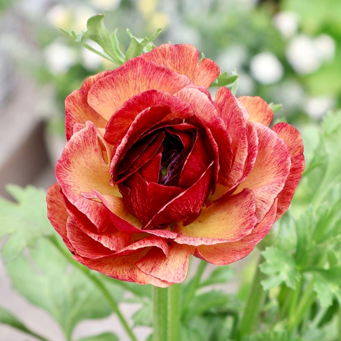 《画像の現品1点限り》2色植えでお得♪うえたさんのラナンキュラス「エトワール」26-37番　